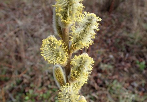 ﻿Salix viminalis ´Zlata´